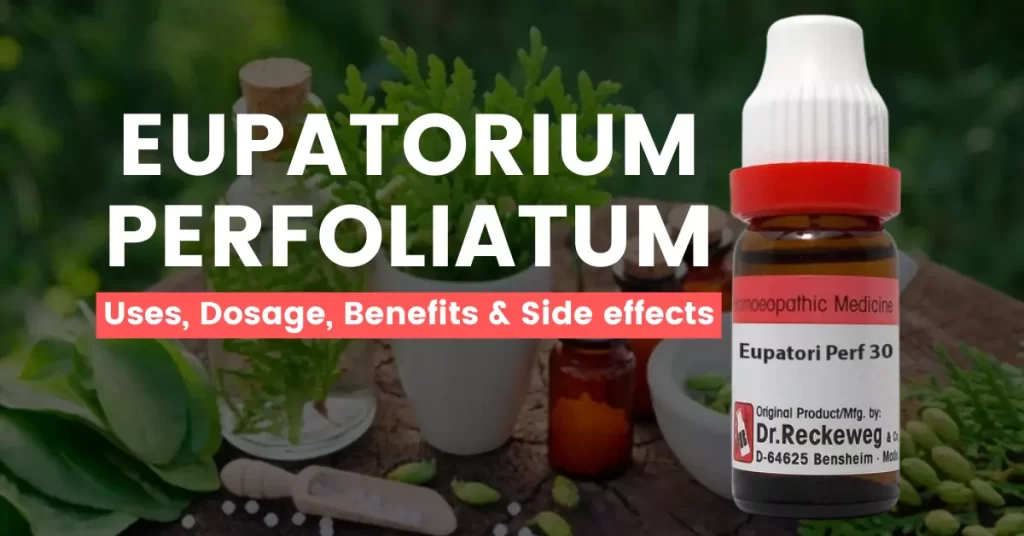 Eupatorium Perfoliatum 30, 200, 1M Uses, Benefits, Dosage, Side Effects