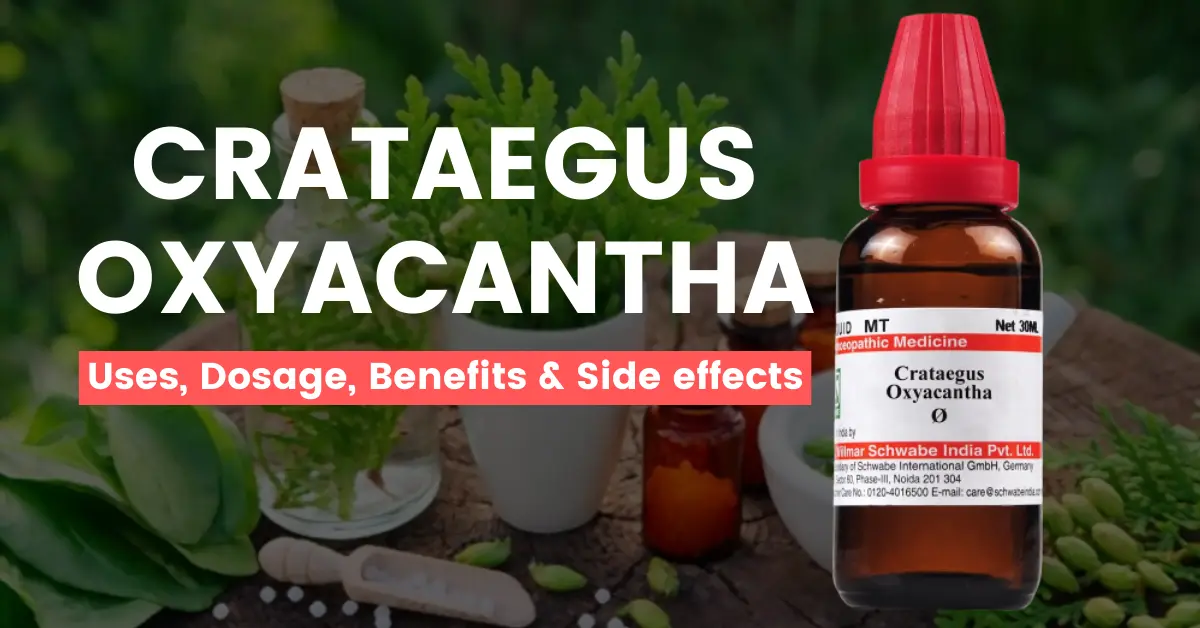 Homeopathic Crataegus Oxyacantha - Uses and Side Effects