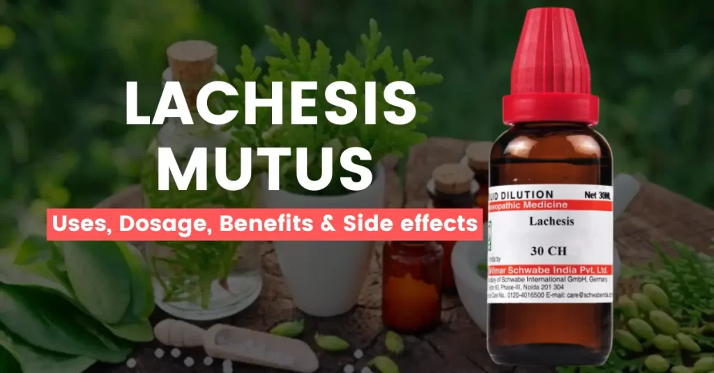 Lachesis Mutus 30, 200, 1M - Uses, Benefits and Side Effects