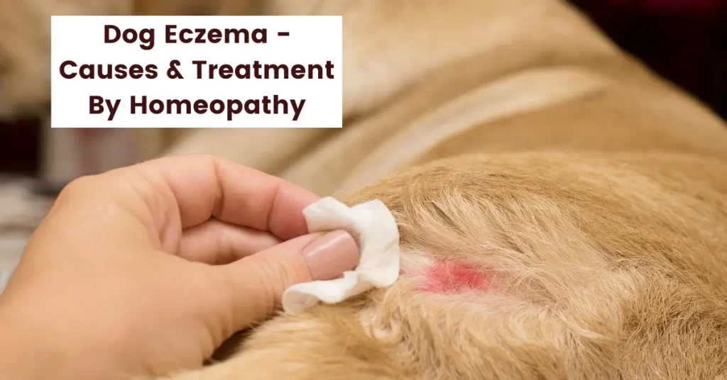 Dog Eczema - Can Dogs have Eczema Cure by Homeopathy