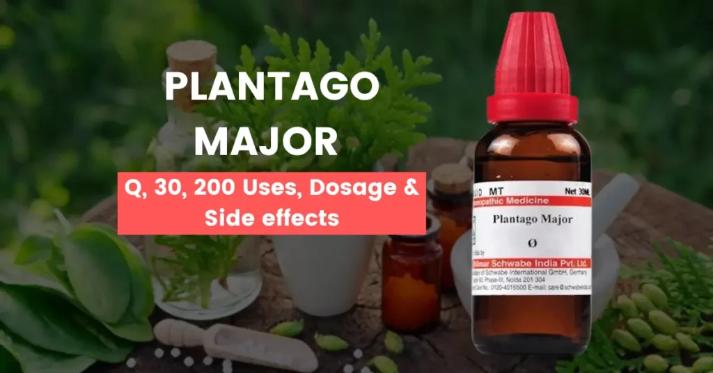 Plantago Major 30, Plantago Major Q Uses & Benefits