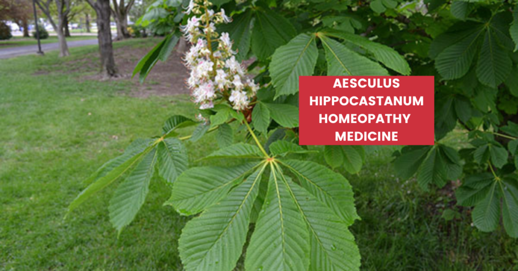 Aesculus Hippocastanum Uses, Benefits & Side Effects