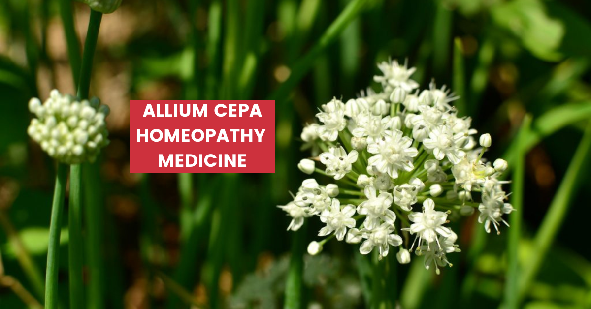 Allium Cepa Uses, Dosage, Benefits & Side Effects