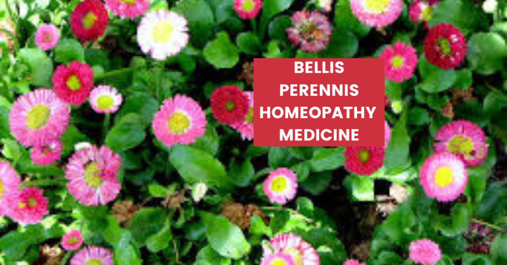 Bellis Perennis Uses, Benefits, Dosage & Side Effects