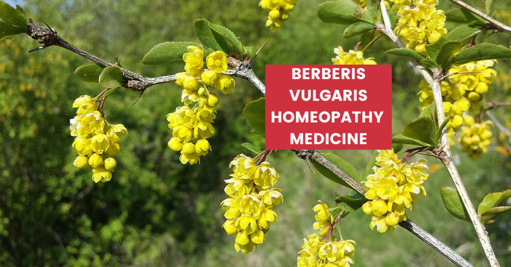 Berberis Vulgaris Uses, Benefits, Dosage & Side Effects