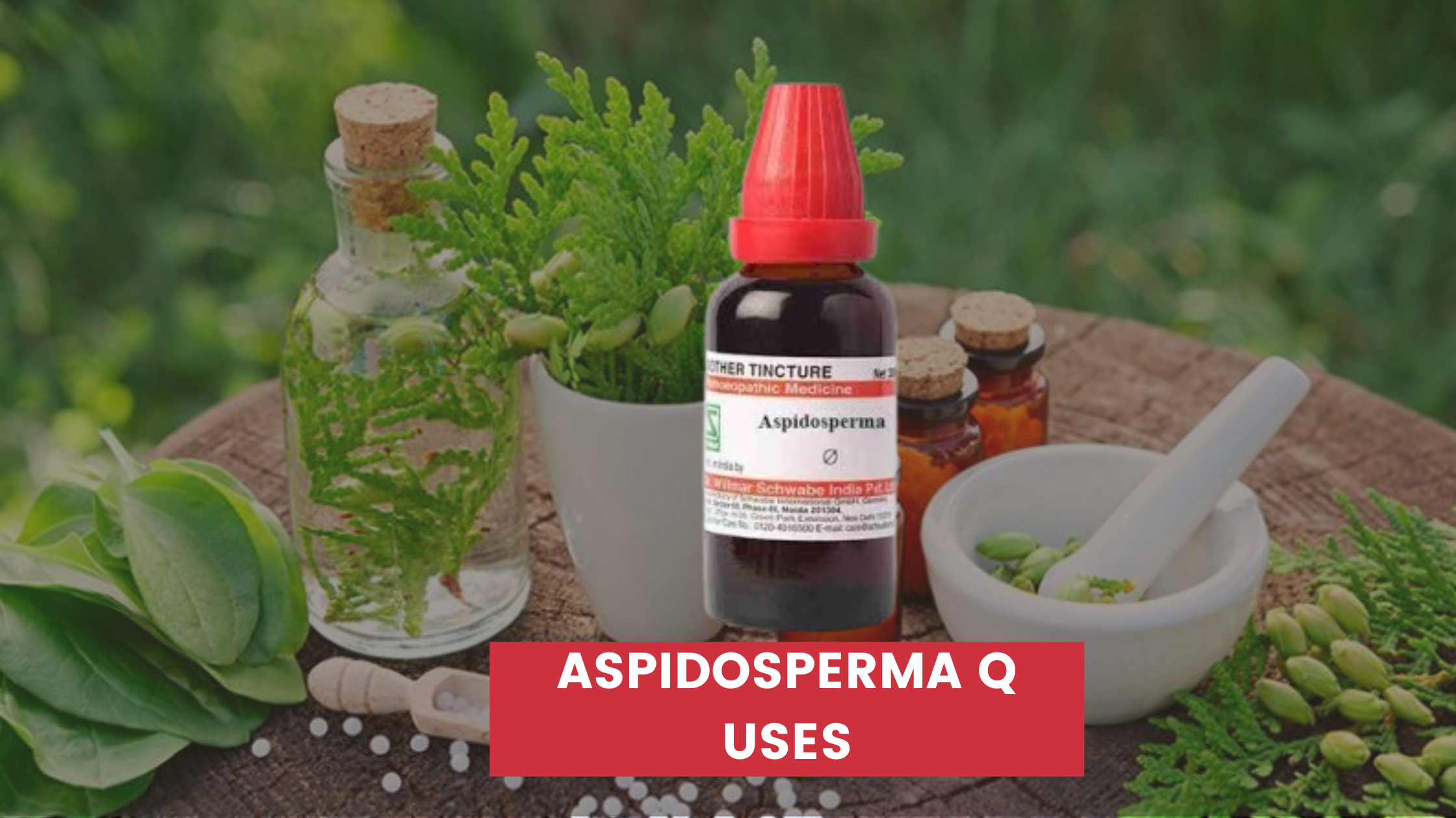 Aspidosperma Q Uses In Hindi