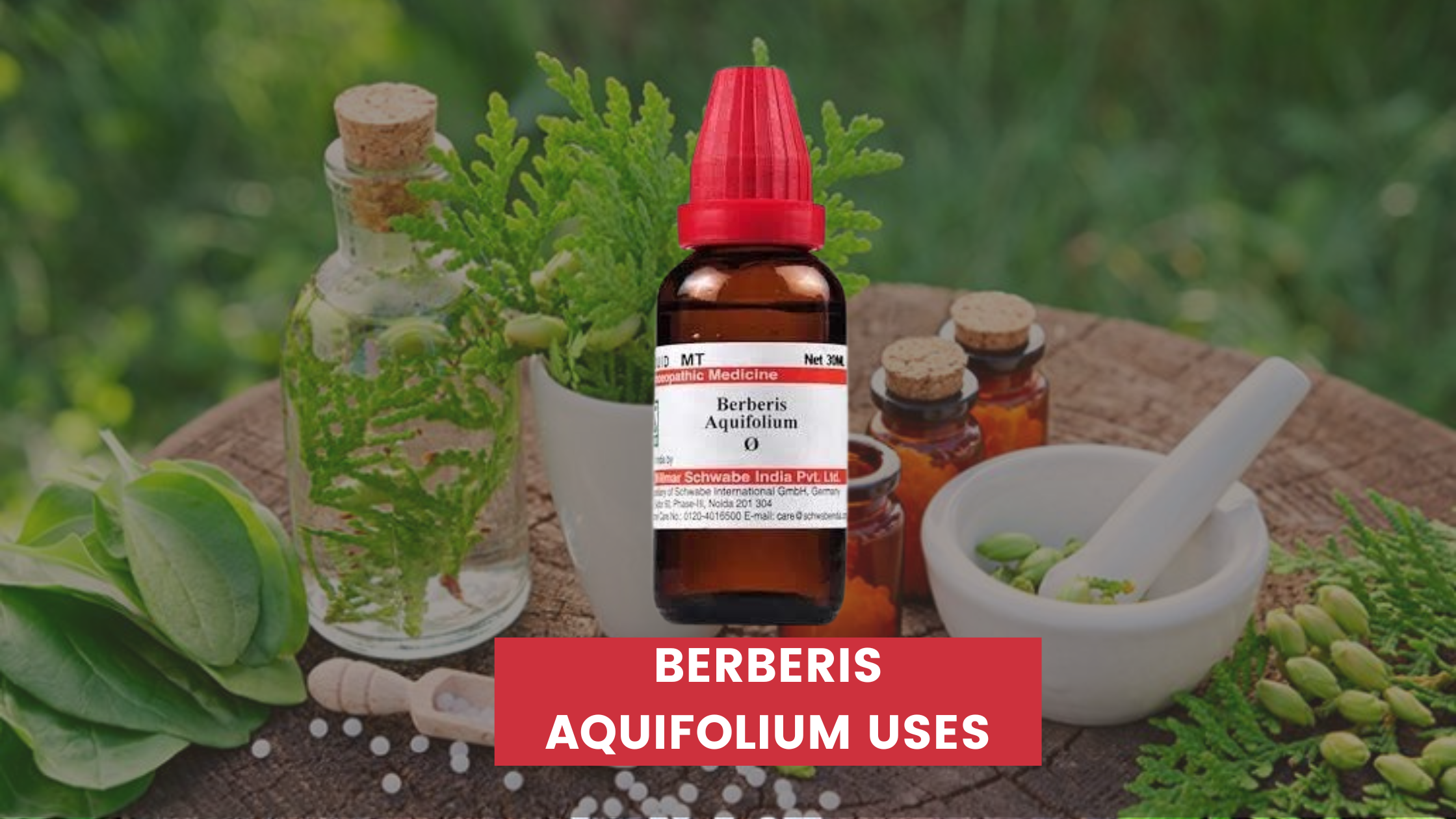 Berberis Aquifolium Homeopathic Uses In Hindi