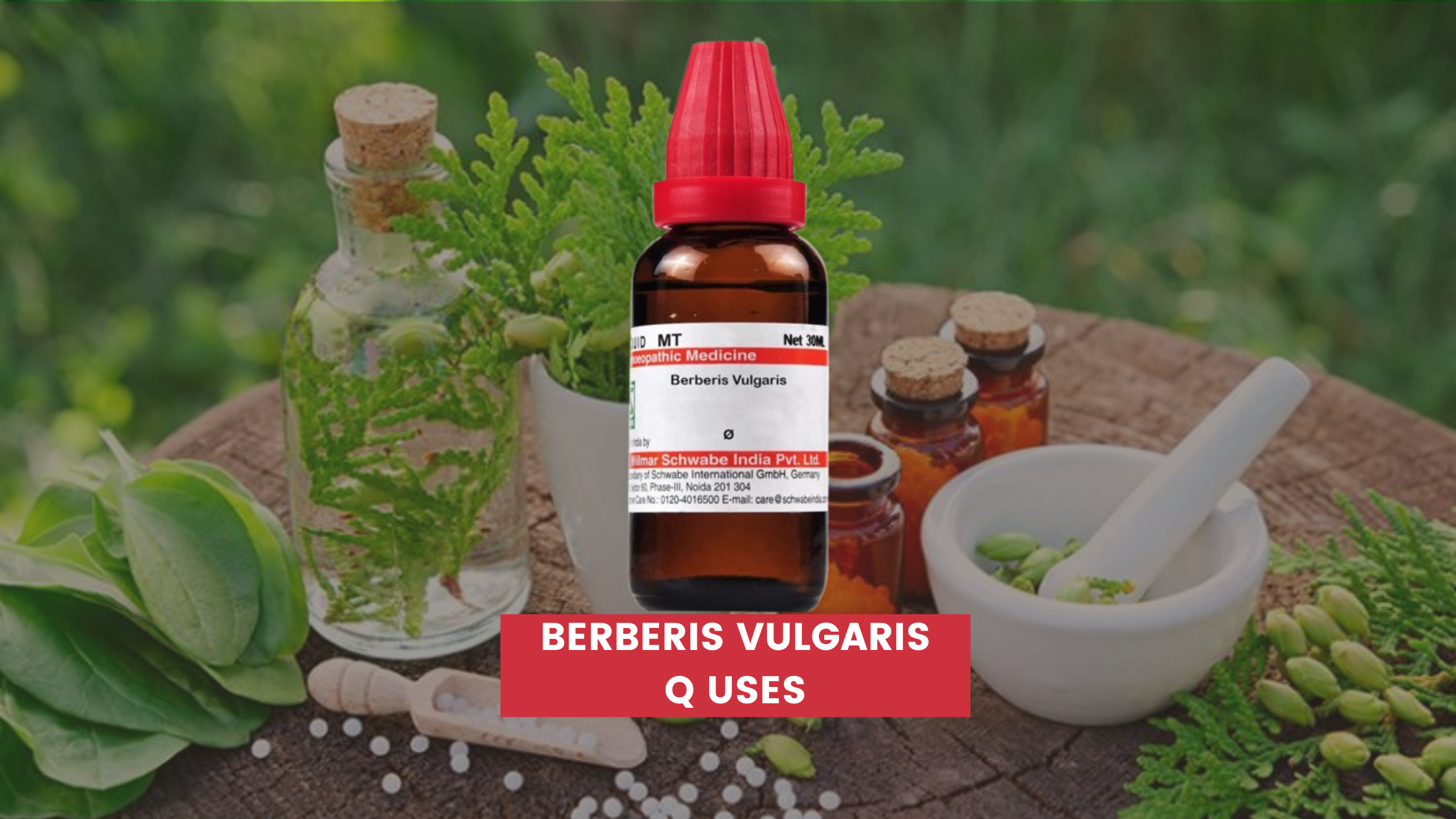 Berberis Vulgaris Q Uses In Hindi