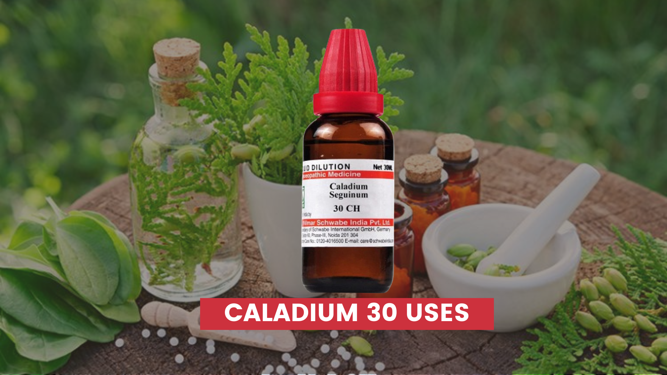 Caladium 30 Uses In Hindi