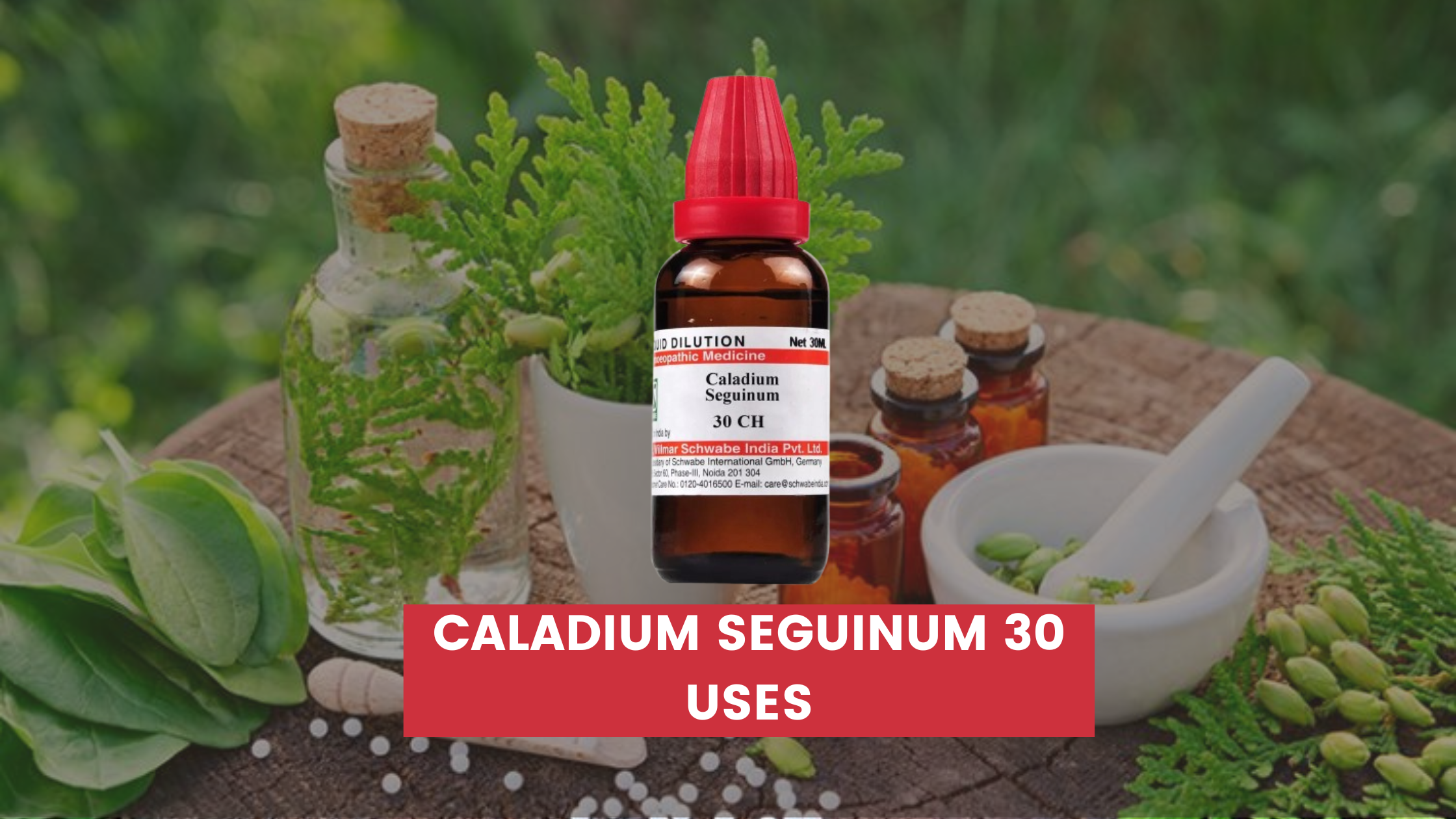 Caladium Seguinum 30 Uses In Hindi