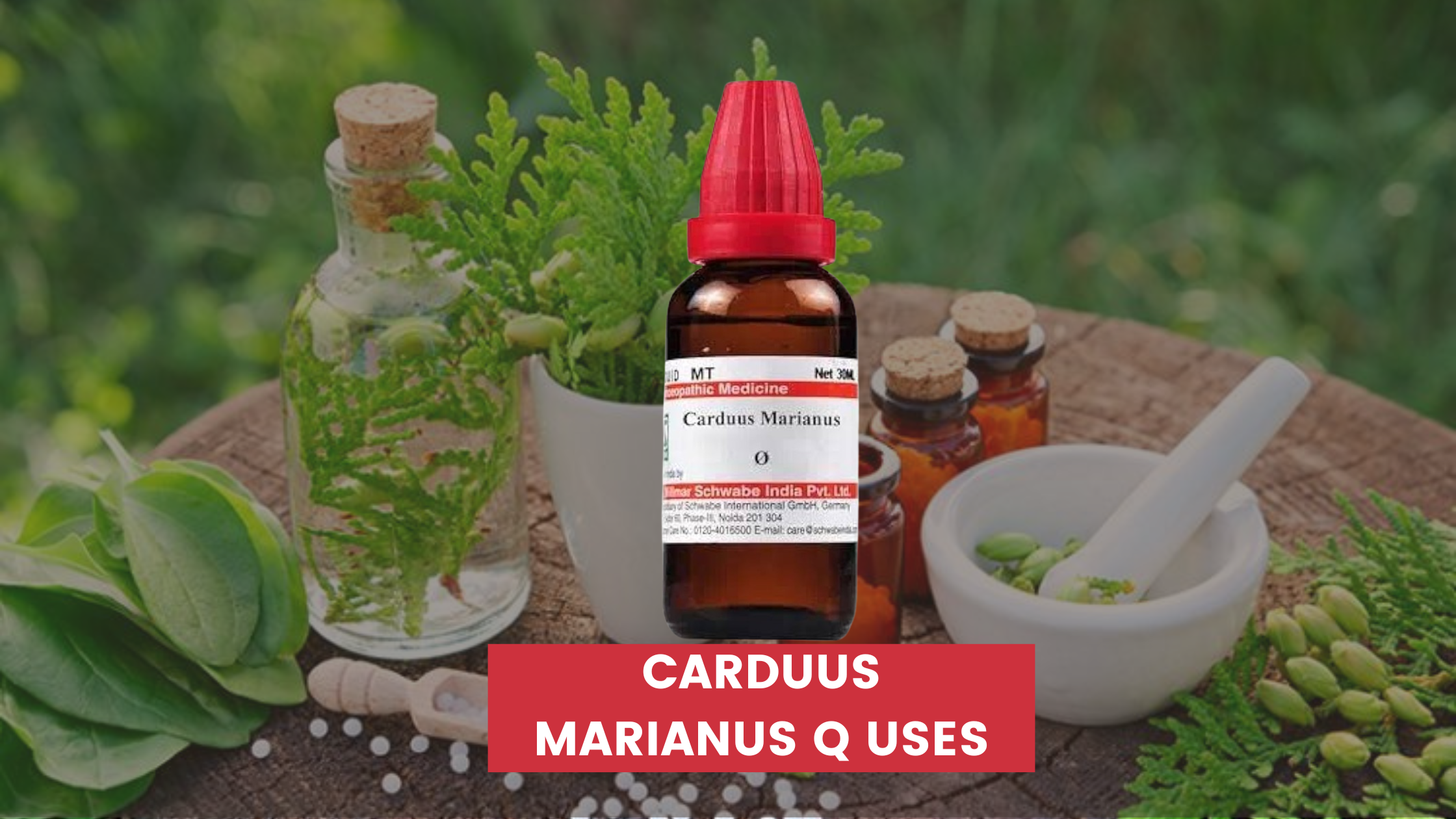 Carduus Marianus Q Uses In Hindi