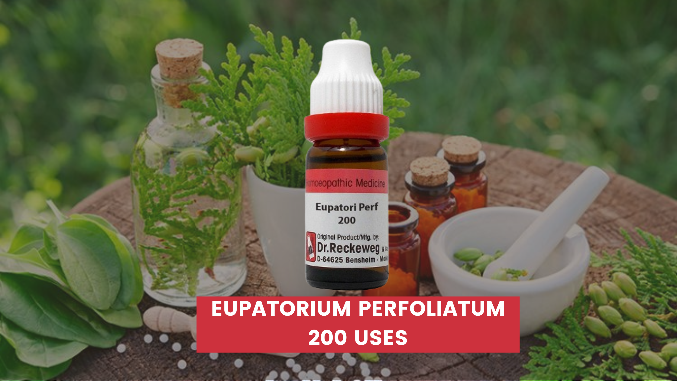 Eupatorium Perfoliatum 200 Uses In Hindi