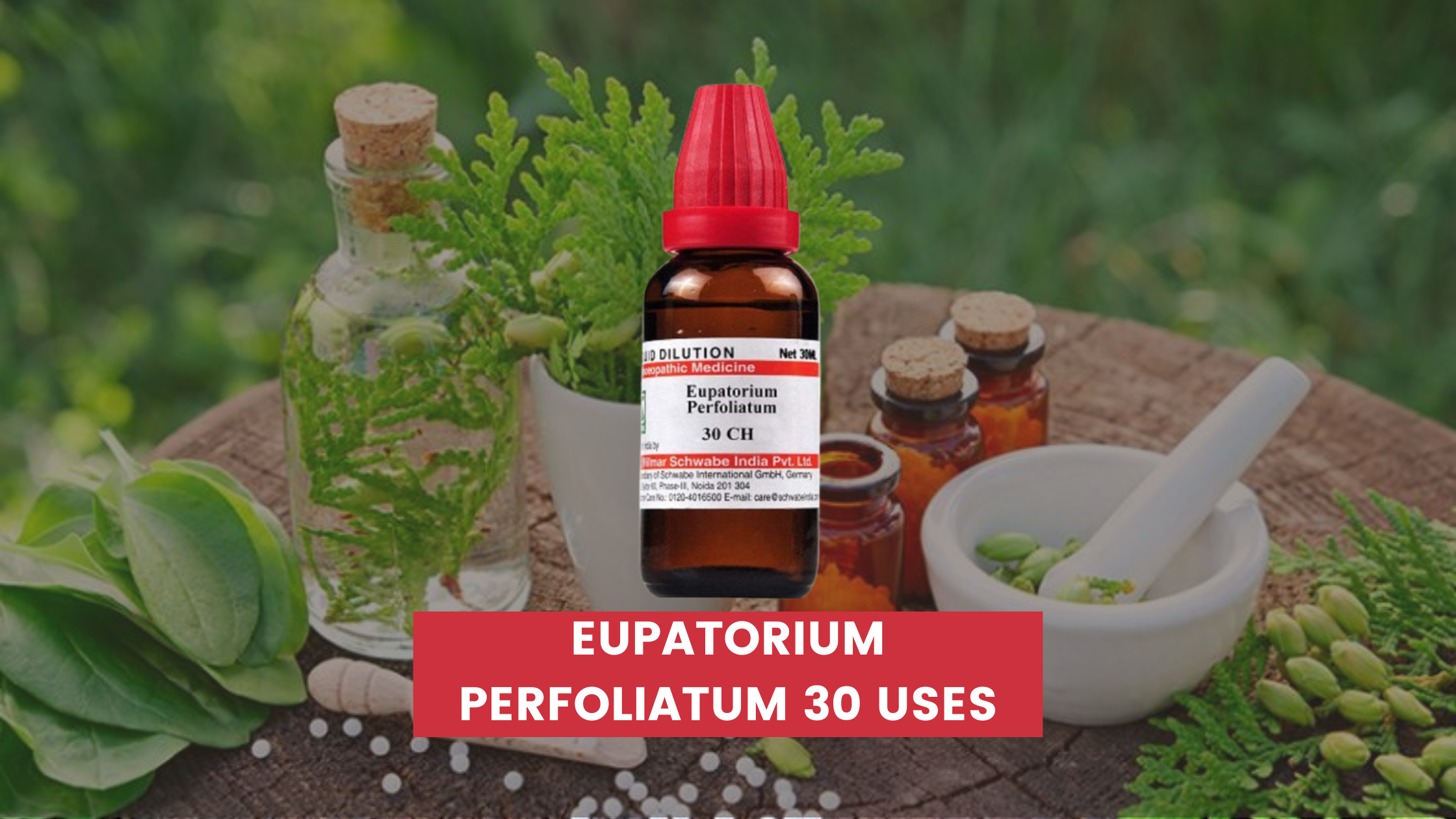 Eupatorium Perfoliatum 30 Uses In Hindi