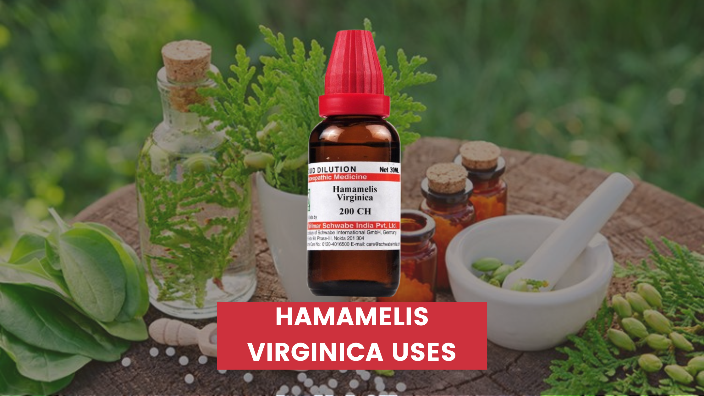 Hamamelis Virginica Uses In Hindi