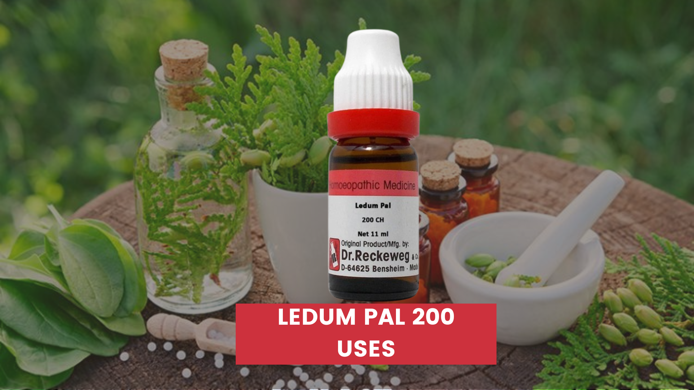 Ledum Pal 200 Uses In Hindi