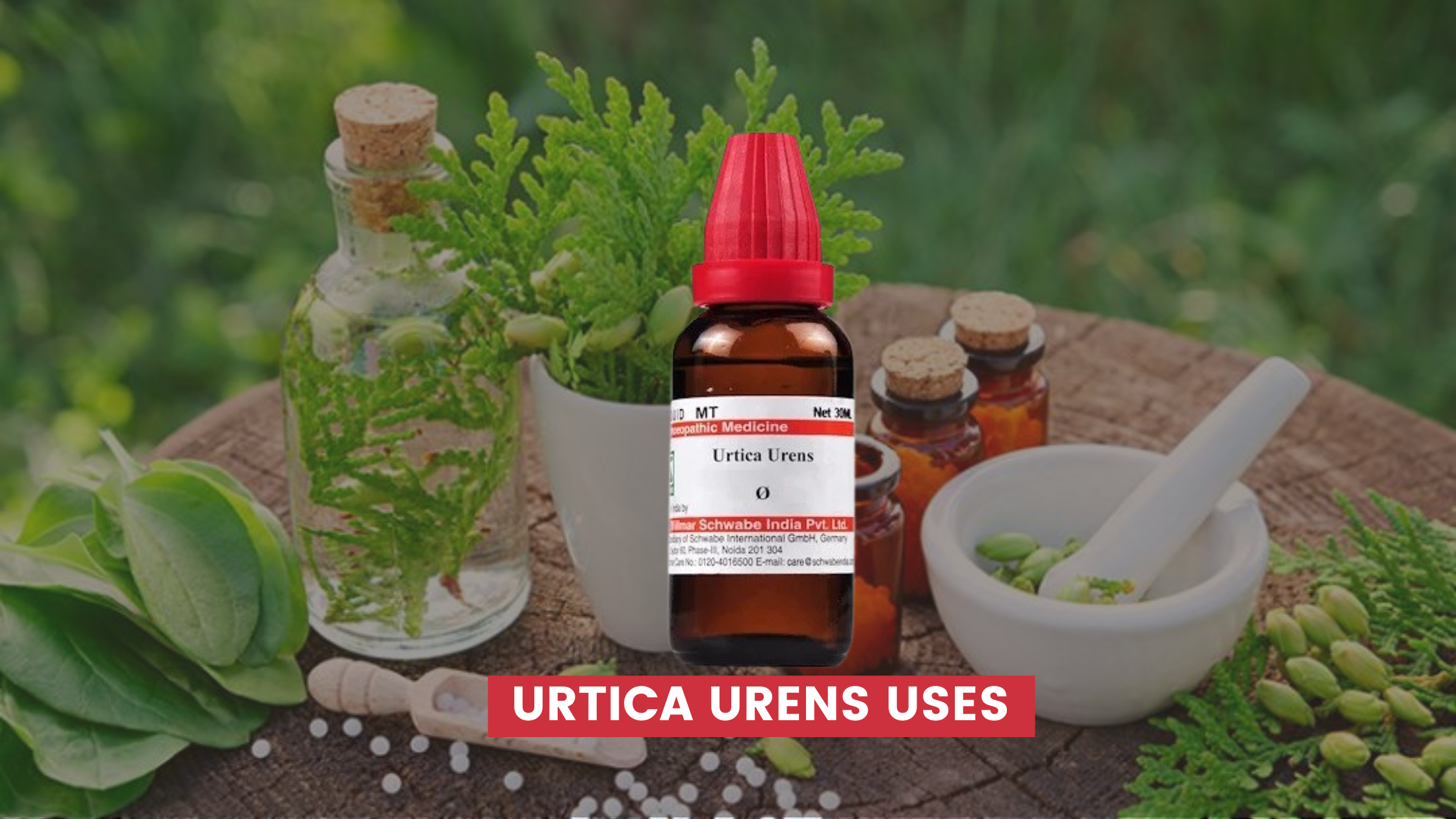 Urtica Urens Uses In Hindi