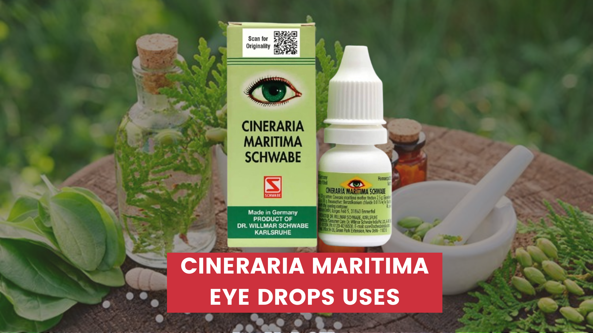 Cineraria Maritima Eye Drops Uses