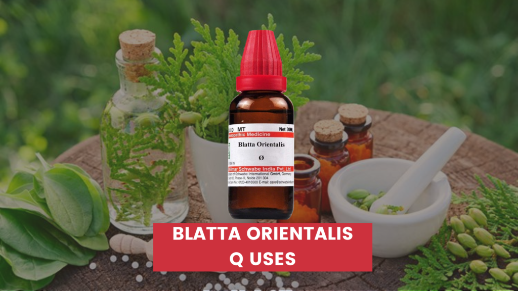 blatta orientalis q uses in hindi