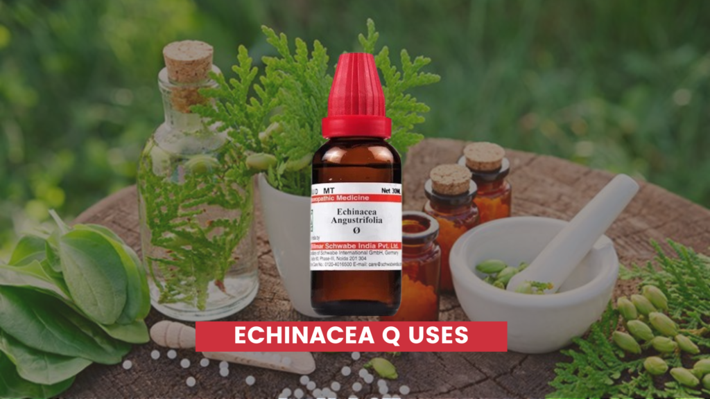 echinacea q uses in hindi