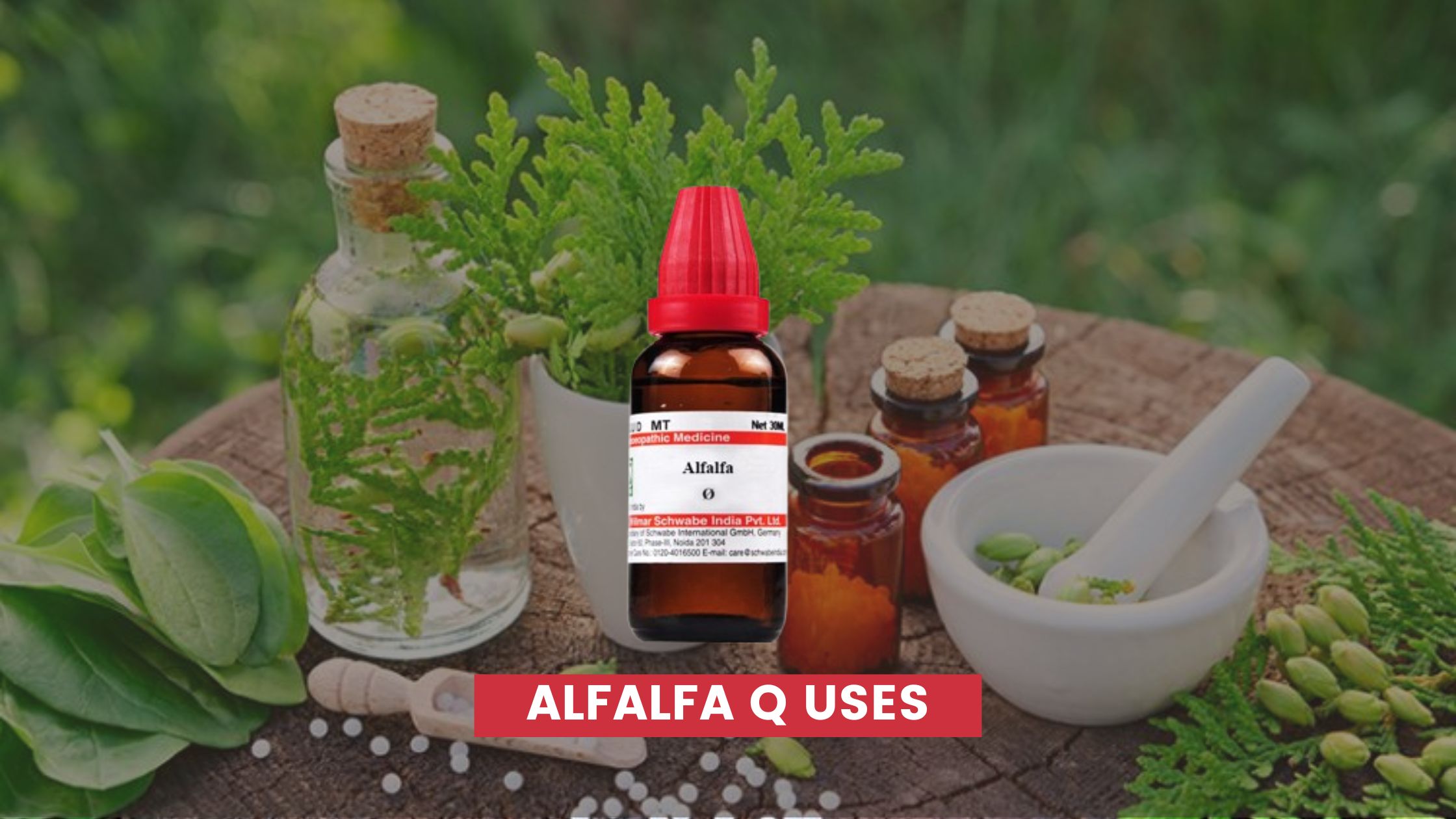 alfalfa q uses in hindi