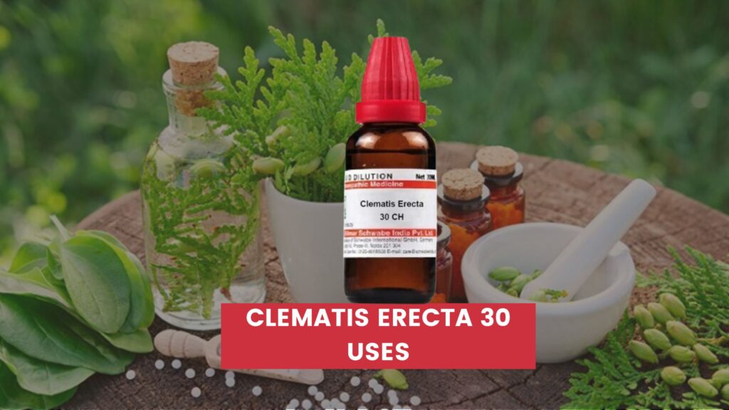 clematis erecta 30 uses in hindi