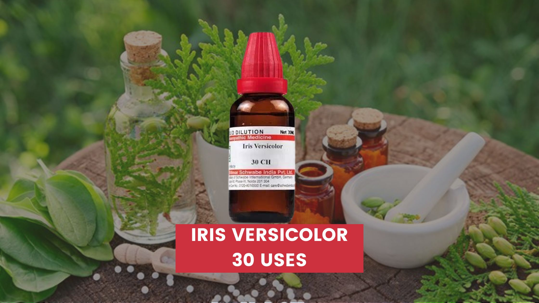 iris versicolor 30 uses in hindi