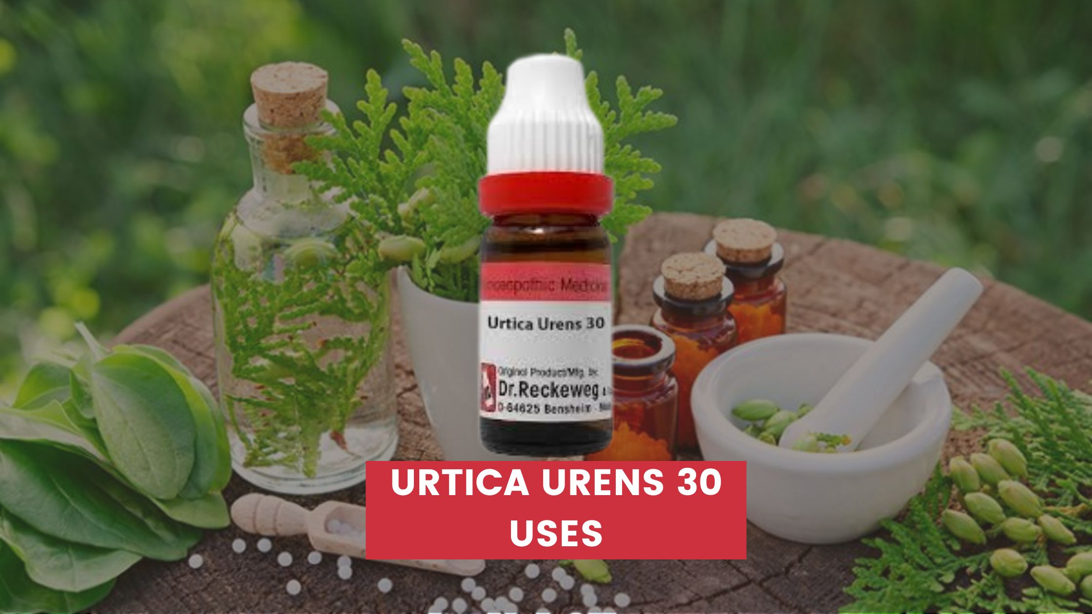 urtica urens 30 uses in hindi