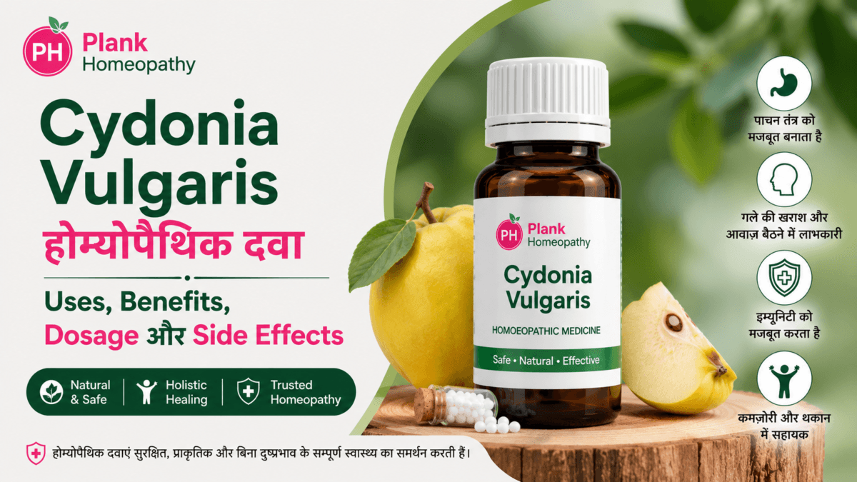Cydonia Vulgaris Uses in Hindi: उपयोग, फायदे और खुराक
