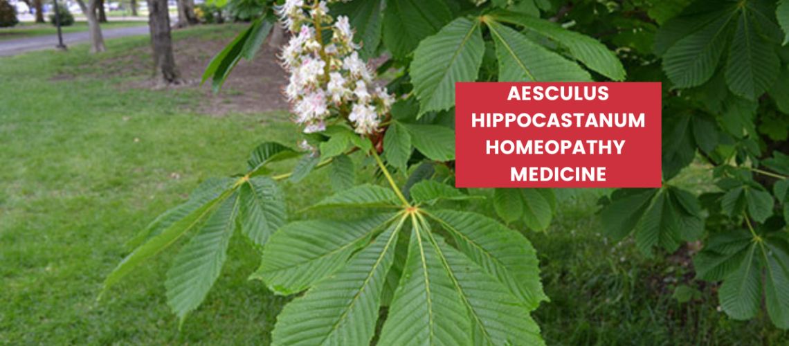 Aesculus Hippocastanum Uses, Benefits & Side Effects