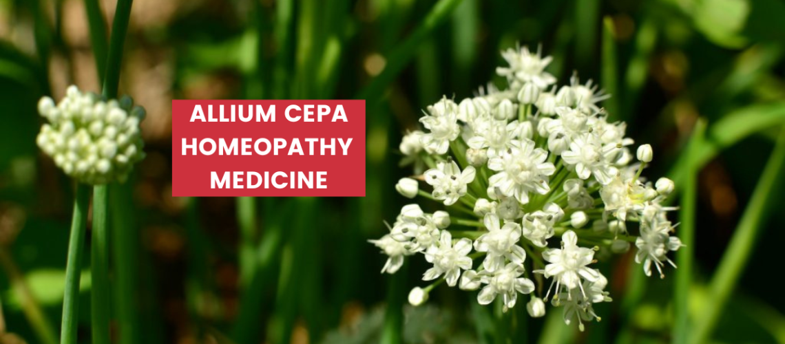 Allium Cepa Uses, Dosage, Benefits & Side Effects