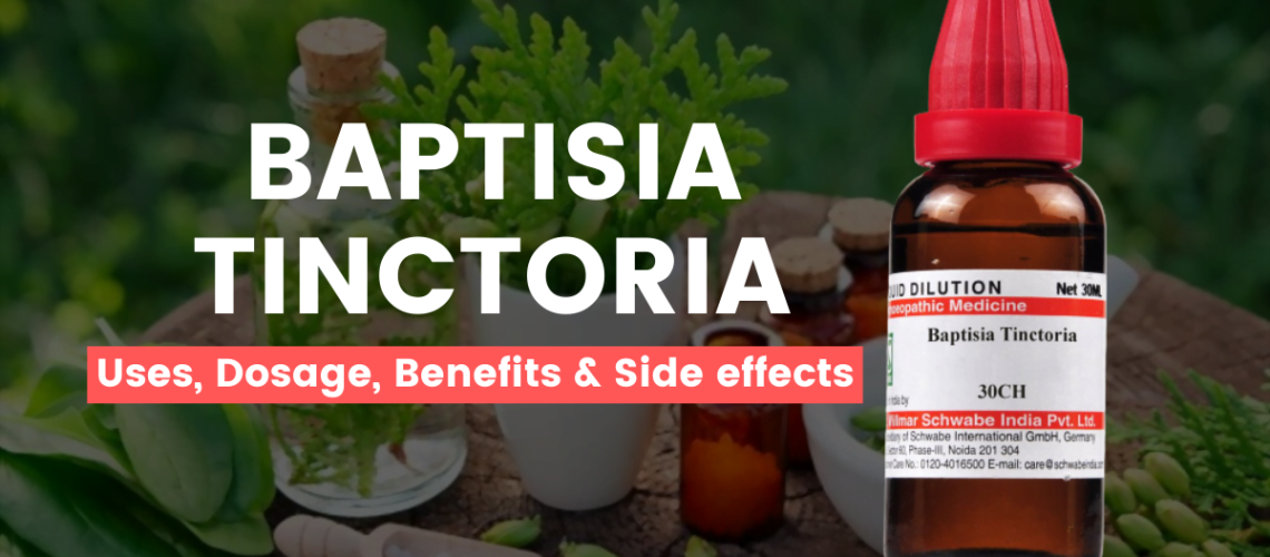 Baptisia Tinctoria 30, 200, 1M Uses, Benefits, Dosage and Side Effects