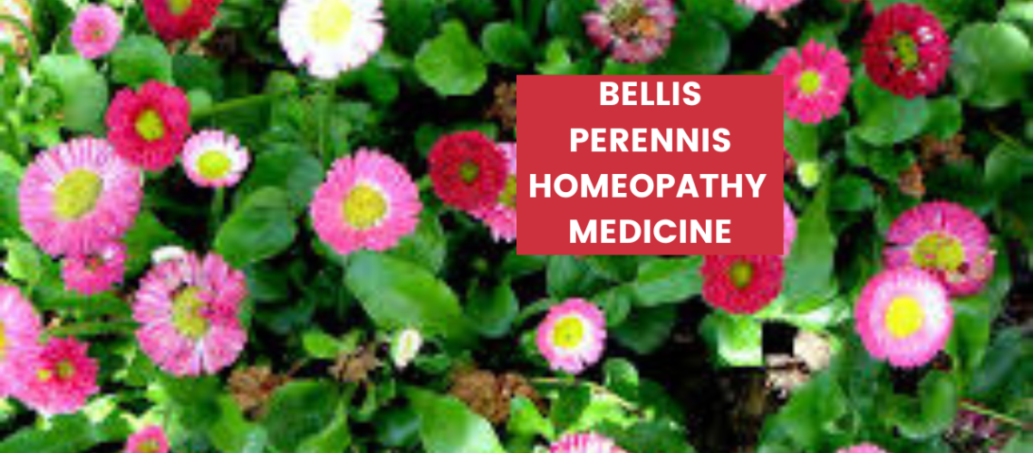 Bellis Perennis Uses, Benefits, Dosage & Side Effects