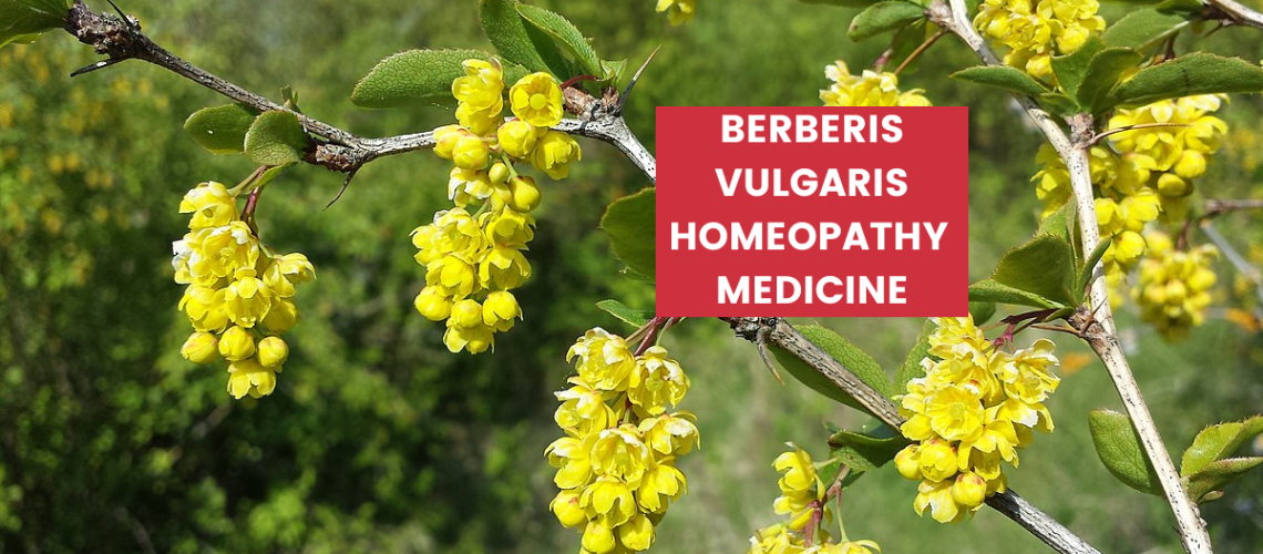 Berberis Vulgaris Uses, Benefits, Dosage & Side Effects