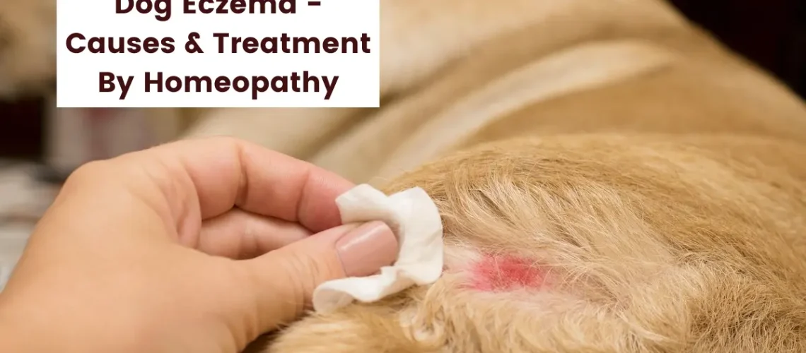 Dog Eczema - Can Dogs have Eczema Cure by Homeopathy