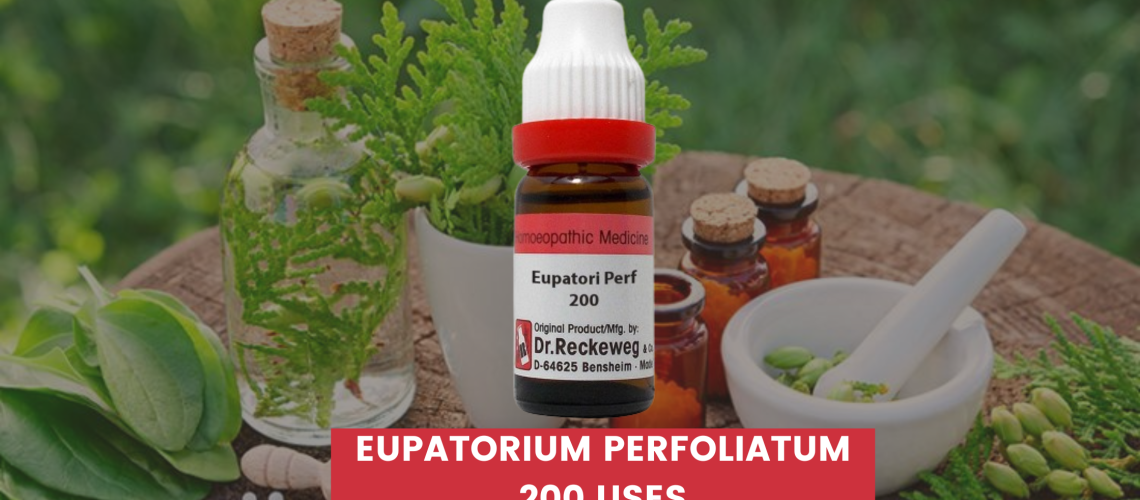 Eupatorium Perfoliatum 200 Uses In Hindi