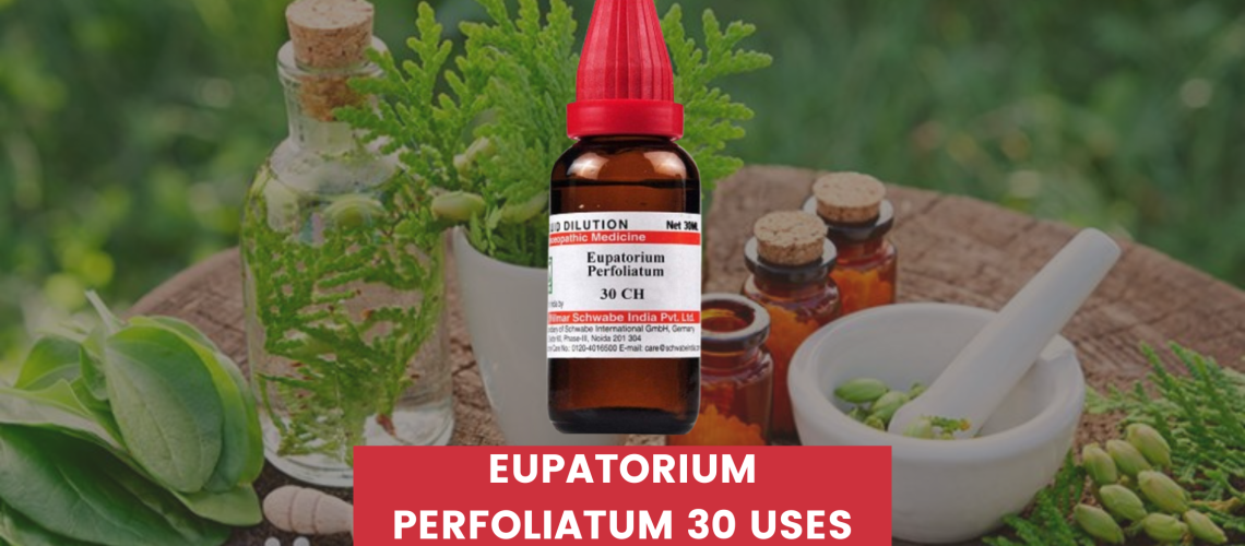 Eupatorium Perfoliatum 30 Uses In Hindi