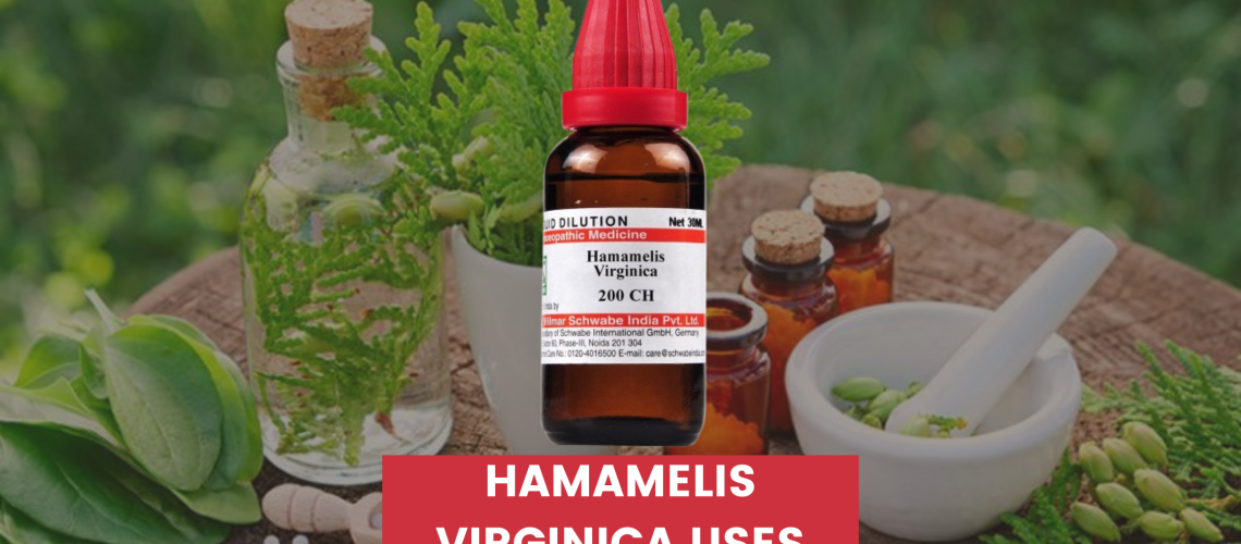 Hamamelis Virginica Uses In Hindi