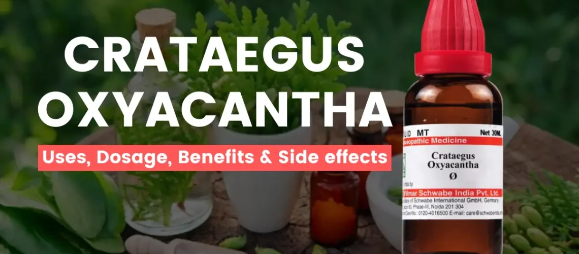Homeopathic Crataegus Oxyacantha - Uses and Side Effects