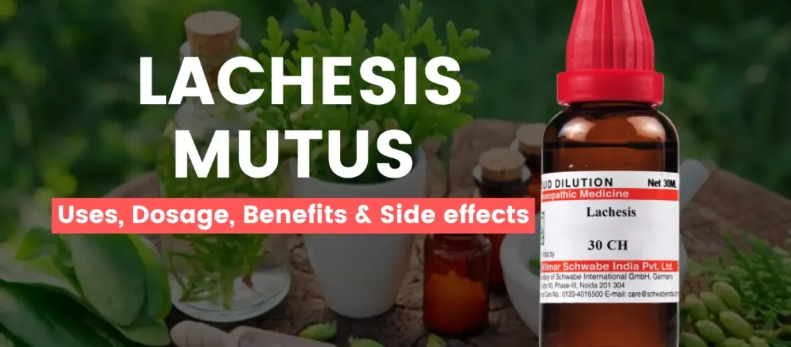 Lachesis Mutus 30, 200, 1M - Uses, Benefits and Side Effects