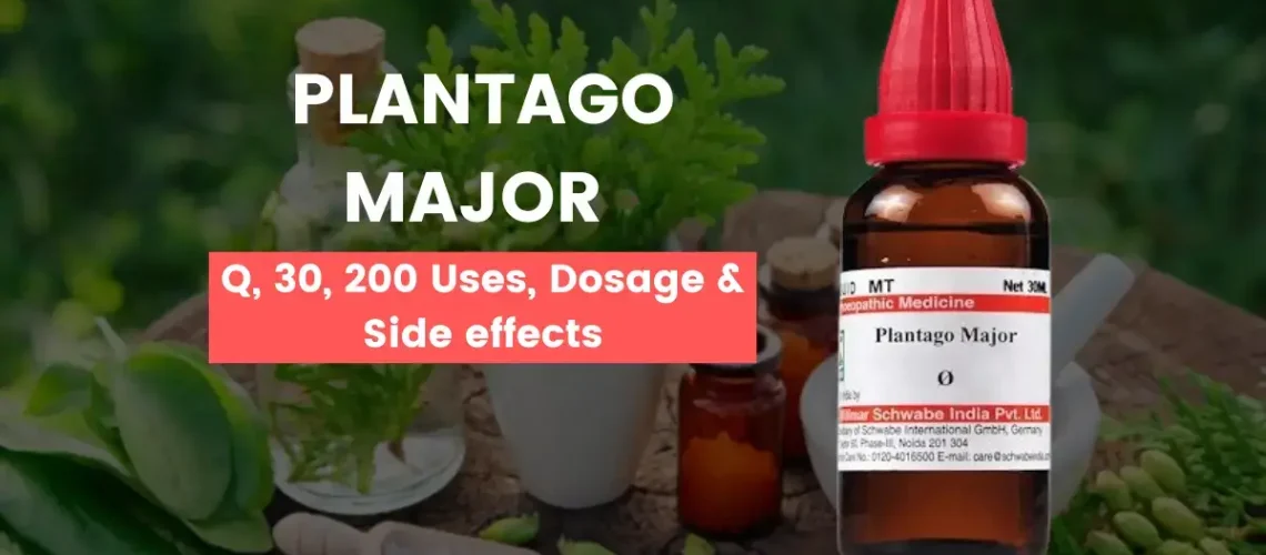 Plantago Major 30, Plantago Major Q Uses & Benefits