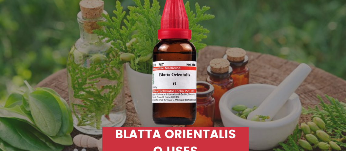 blatta orientalis q uses in hindi