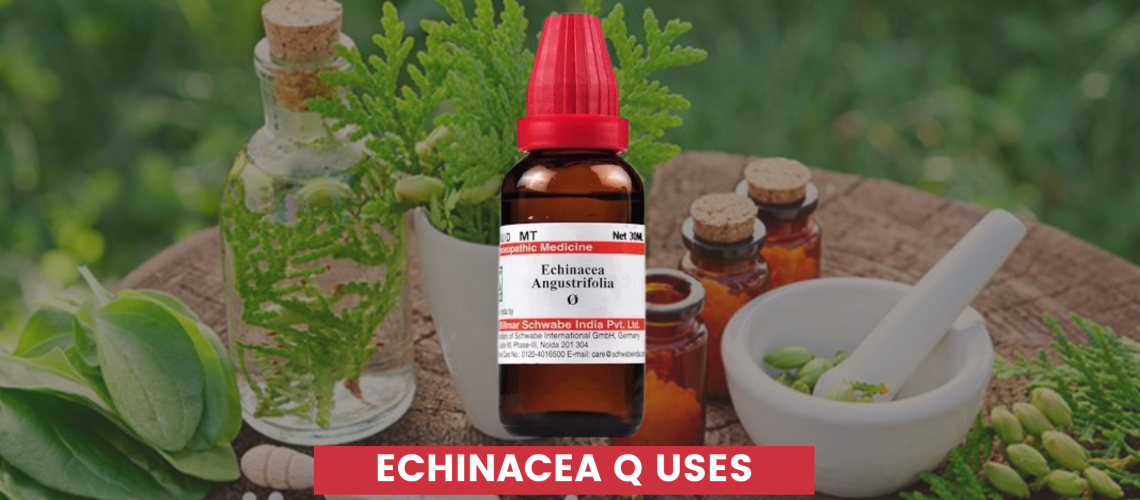 echinacea q uses in hindi